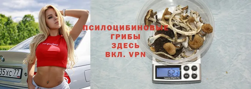 Псилоцибиновые грибы GOLDEN TEACHER  OMG   Межгорье 